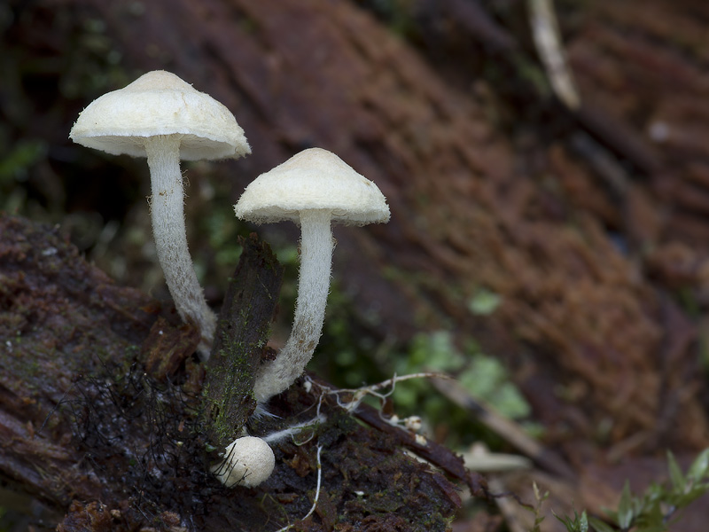 Pholiota scamba